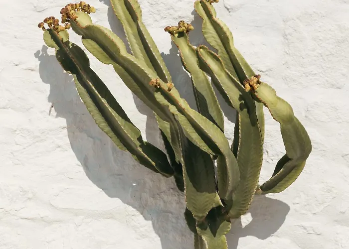 Albatros Club Mykonos