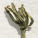 Albatros Club Mykonos