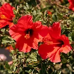 Albatros Club Mykonos Hotel 3*