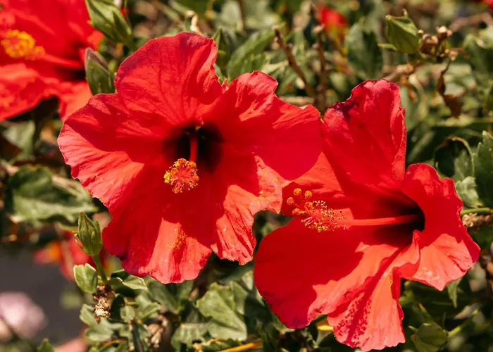 米科诺斯阿巴托斯俱乐部酒店 酒店 3*